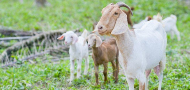 كم سعرة حرارية في لحم الغنم