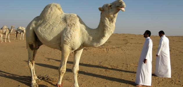 كم سنام للجمل العربي كم سنام للجمل العربي