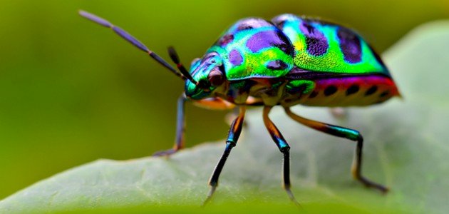 كم عدد أجنحة الخنفساء كم عدد أجنحة الخنفساء