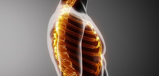 كم عدد أضلاع الإنسان كم عدد أضلاع الإنسان