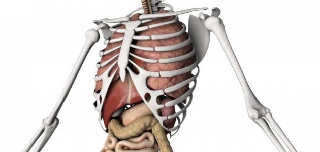 كم عدد أضلاع الرجل والمرأة كم عدد أضلاع الرجل والمرأة