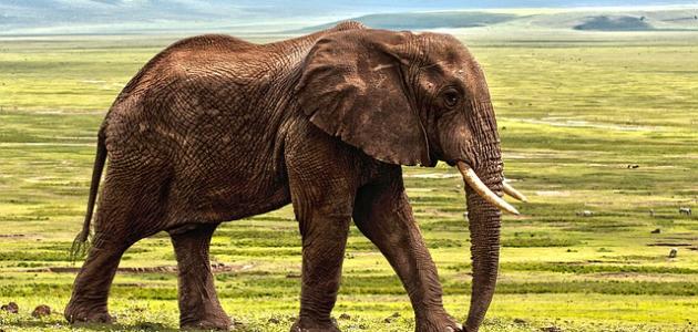 كم عدد ضربات قلب الفيل في الدقيقة كم عدد ضربات قلب الفيل في الدقيقة