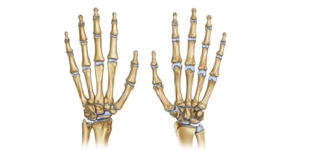 كم عدد عظام اليد