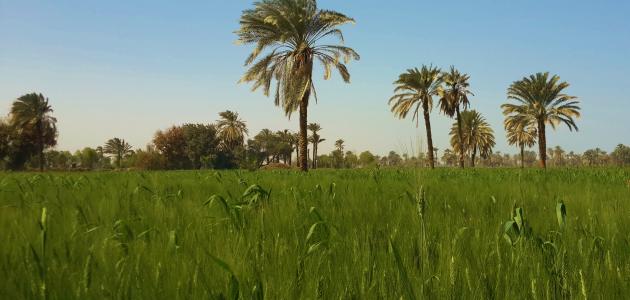 كم عدد محافظات الصعيد كم عدد محافظات الصعيد