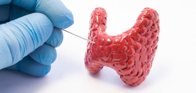 كم غدة درقية في جسم الإنسان كم غدة درقية في جسم الإنسان