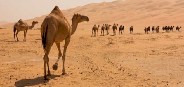 كم مدة حمل الناقة كم مدة حمل الناقة