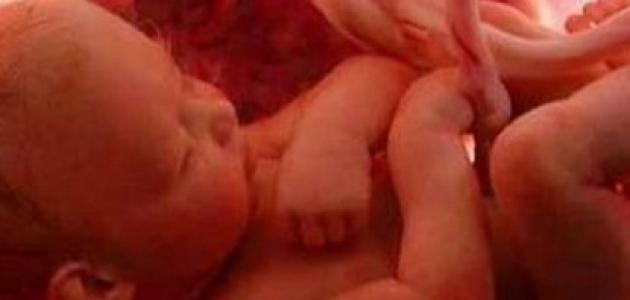 كم وزن الجنين في الشهر الخامس كم وزن الجنين في الشهر الخامس