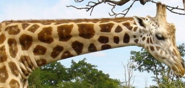 كم يبلغ طول عنق الزرافة كم يبلغ طول عنق الزرافة