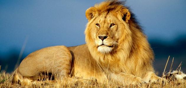 كم يبلغ وزن الأسد كم يبلغ وزن الأسد