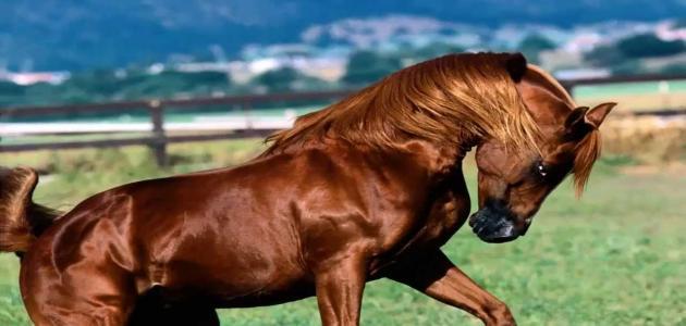 كم يزن الحصان كم يزن الحصان