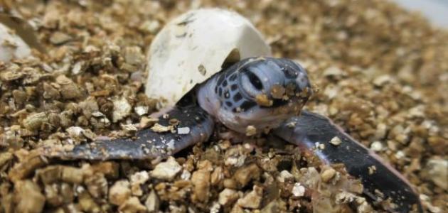 كم يستغرق بيض السلحفاة حتى يفقس كم يستغرق بيض السلحفاة حتى يفقس
