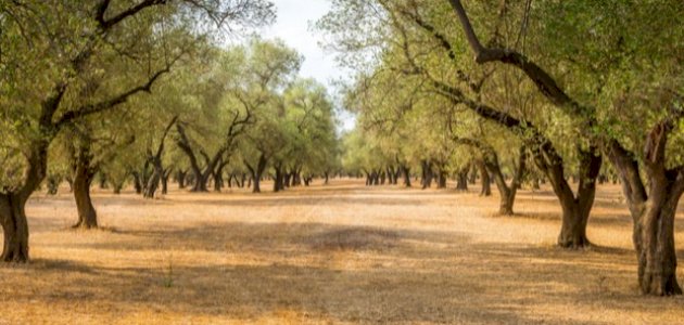 كيفية الاعتناء بشجرة الزيتون كيفية الاعتناء بشجرة الزيتون