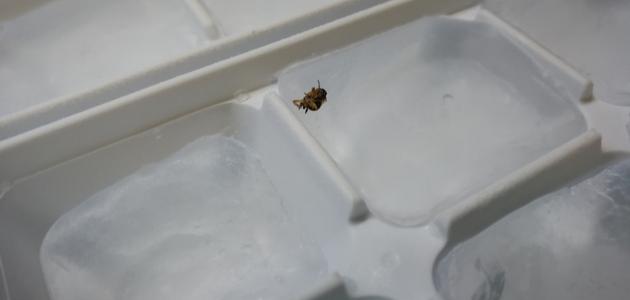 كيفية التخلص من الصراصير في الثلاجة