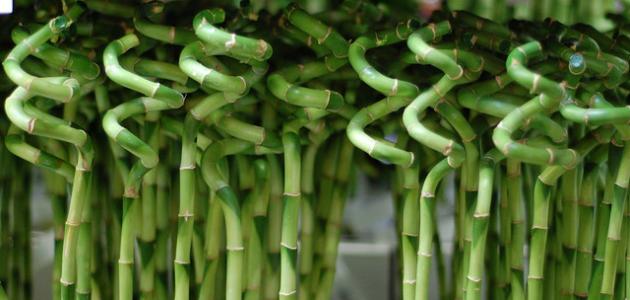 كيفية العناية بالنباتات المنزلية كيفية العناية بالنباتات المنزلية