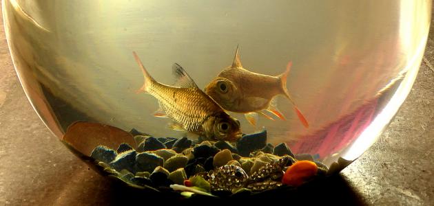 كيفية العناية بحوض سمك الزينة