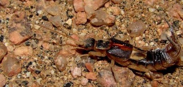 كيفية القضاء على حشرة أبو مقص كيفية القضاء على حشرة أبو مقص