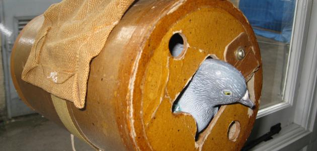 كيفية تربية الحمام الزاجل كيفية تربية الحمام الزاجل