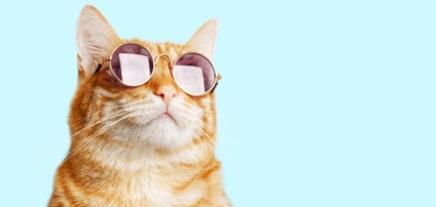 كيفية تربية القطط كيفية تربية القطط