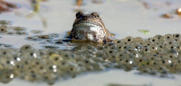 كيفية تكاثر الضفادع كيفية تكاثر الضفادع