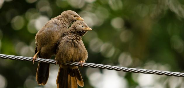 كيفية تكاثر الطيور كيفية تكاثر الطيور