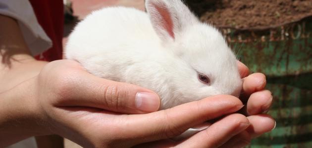 كيفية رعاية صغار الأرانب كيفية رعاية صغار الأرانب