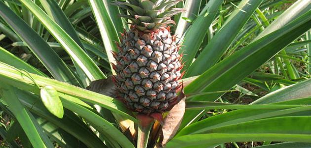 كيفية زراعة الأناناس