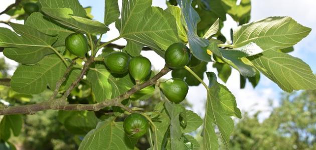 كيفية زراعة التين كيفية زراعة التين