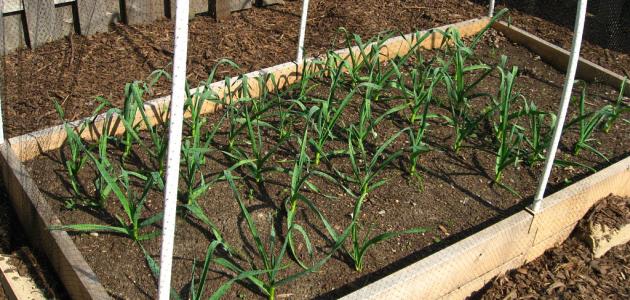 كيفية زراعة الثوم في المنزل كيفية زراعة الثوم في المنزل