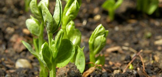 كيفية زراعة الجلبانة