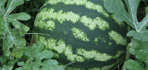 كيفية زراعة الدلاع كيفية زراعة الدلاع