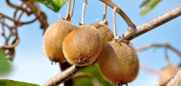 كيفية زراعة الكيوي كيفية زراعة الكيوي