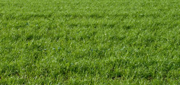 كيفية زراعة النجيل كيفية زراعة النجيل