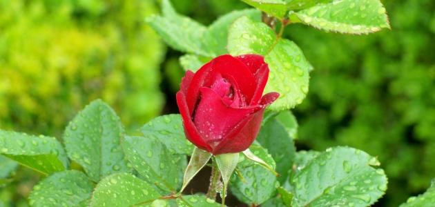 كيفية زراعة الورد الجوري