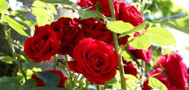 كيفية زراعة الورد الجوري منزلياً كيفية زراعة الورد الجوري منزلياً