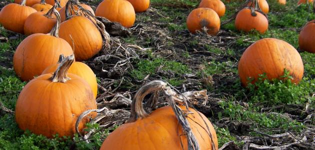 كيفية زراعة اليقطين كيفية زراعة اليقطين