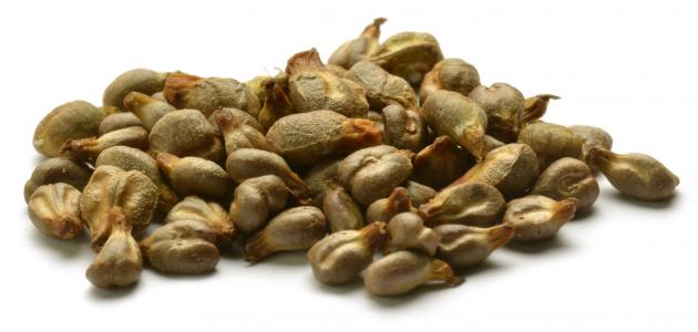 كيفية زراعة بذور العنب كيفية زراعة بذور العنب