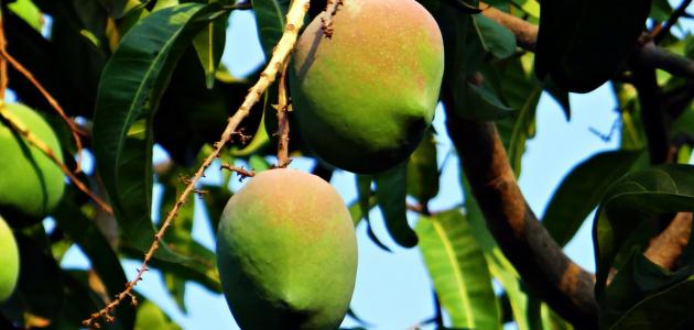 كيفية زراعة شجرة المانجا