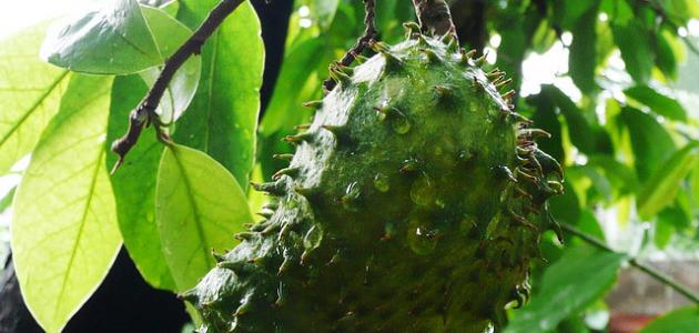 كيفية زراعة فاكهة القشطة كيفية زراعة فاكهة القشطة