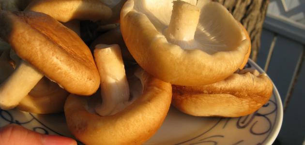 كيفية طهي الفطر الطازج كيفية طهي الفطر الطازج