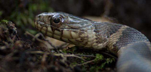 كيفية مكافحة الثعابين كيفية مكافحة الثعابين