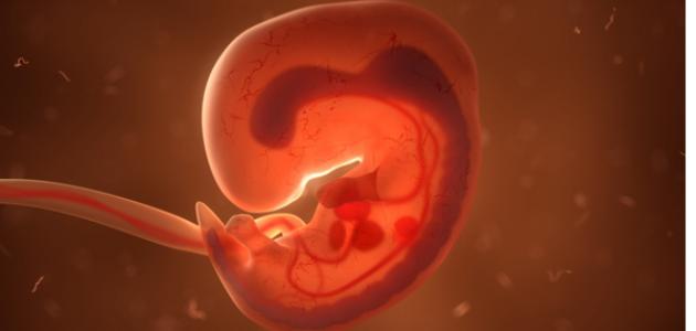 كيف أتجنب تشوهات الجنين كيف أتجنب تشوهات الجنين