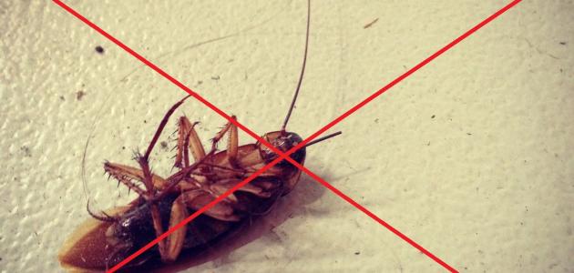 كيف أتخلص من الصراصير نهائياً كيف أتخلص من الصراصير نهائياً