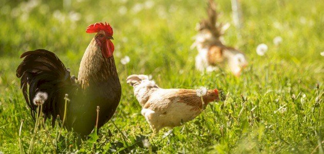 كيف أربي دجاج في المنزل كيف أربي دجاج في المنزل