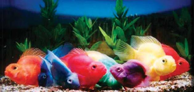 كيف أربي سمك الزينة