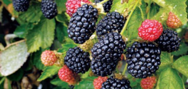 كيف أزرع شجرة التوت كيف أزرع شجرة التوت