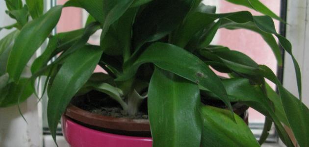 كيف أعتني بنبات الظل