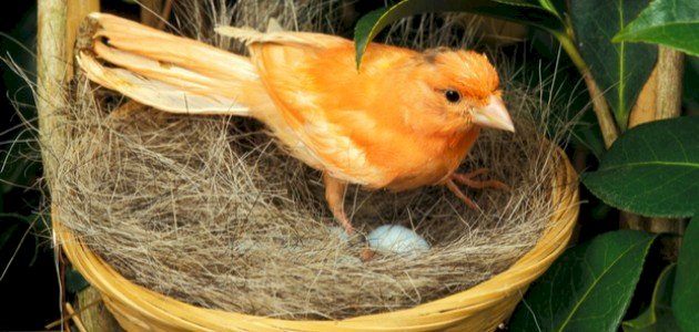 كيف أعرف بيض الكناري الملقح كيف أعرف بيض الكناري الملقح