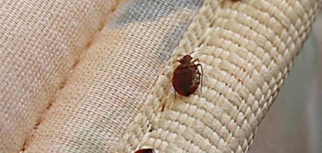 كيف أقضي على البق نهائياً كيف أقضي على البق نهائياً