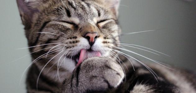 كيف أنظف قطتي كيف أنظف قطتي