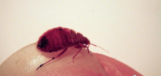 كيف تتخلص من البق كيف تتخلص من البق